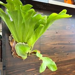 ビカクシダ,交配種 | エアープランツ専門店 Branches and Leaves