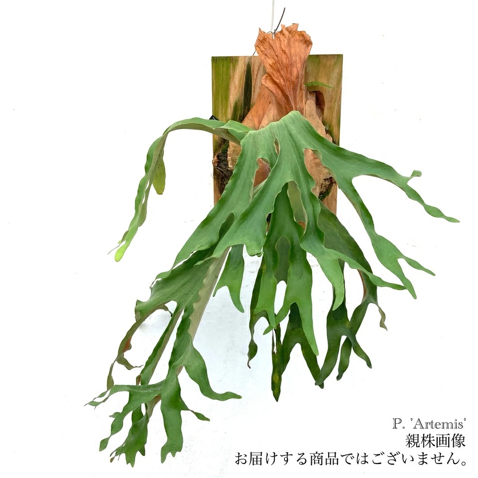 現品) ビカクシダ 'アルテミス' (pup) (No.40701) | ビカクシダ,交配種
