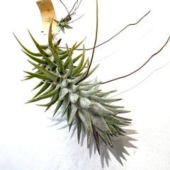 エアープランツ,希少・高級種 | エアープランツ専門店 Branches and Leaves
