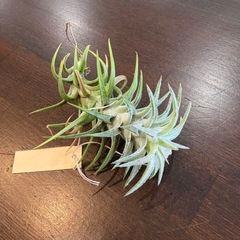 ヘドロ沼 様　ご確認用　イオナンタ バンハイニンギー×ハリスコモンティコラ①〜② ヘドロ沼 様 ご確認用 イオナンタ バンハイニンギー×ハリスコモンティ