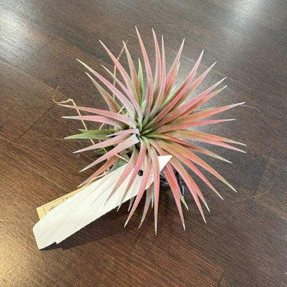 現品) チランジア イオナンタ 'ヘッジホッグ' (No.22333) | エアー