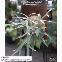 ビカクシダ ccc ⊿ CCS (CottonCloud sporeling) @comolebi_plants.official