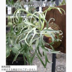 ビカクシダ ccc ⊿ CCS (CottonCloud sporeling) @comolebi_plants.official