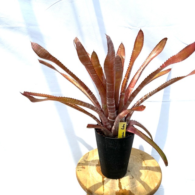 ブロメリア・エアープランツ Aechmea phanerophlebia Rubra 現品) エクメア ファネロフレビア ルブラ (No.62578) | ブロメリア