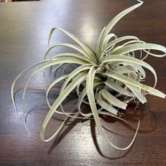 エアープランツ,希少・高級種 | エアープランツ専門店 Branches and Leaves