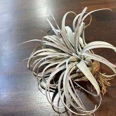 エアープランツ,希少・高級種 | エアープランツ専門店 Branches and Leaves