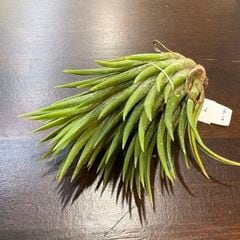 ヘドロ沼 様 ご確認用 イオナンタ バンハイニンギー×ハリスコモンティ