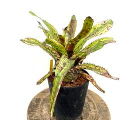 ブロメリア,エクメア | エアープランツ専門店 Branches and Leaves