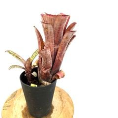 ブロメリア・エアープランツ itoshimatanikulab ブロメリア | エアープランツ専門店 Branches and Leaves