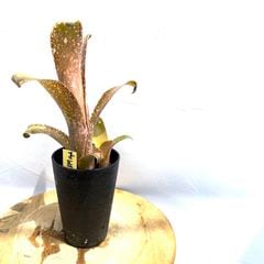 ブロメリア・エアープランツ Billbergia Domingo Martin #28 AU
