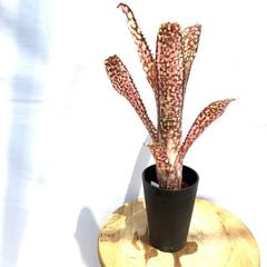 ブロメリア・エアープランツ sion Aec MulfordiiMalva billbergia SS エアープランツ専門店B&L - ビルベルギア｜Yahoo!ショッピング