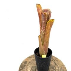 ビルベルギア カワナムーディーブルース 子株付き ブロメリア,ビルベルギア | エアープランツ専門店 Branches and Leaves