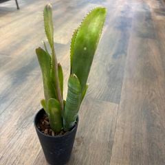 ブロメリア | エアープランツ専門店 Branches and Leaves
