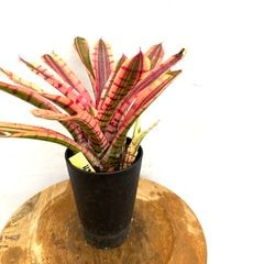 ブロメリア・エアープランツ A. Chocolate x N. Blushing Tiger N0592 ブロメリア,ネオレゲリア | エアープランツ専門店 Branches and