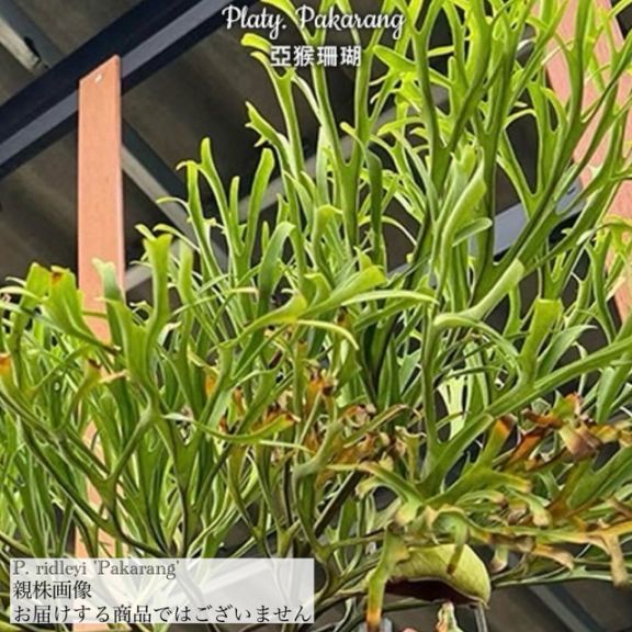 ビカクシダ　リドレイ　パカラン(P.ridleyi Pakarung )5株　② 現品) ビカクシダ リドレイ 'パカラン' (TC) (No.41165) | ビカクシダ