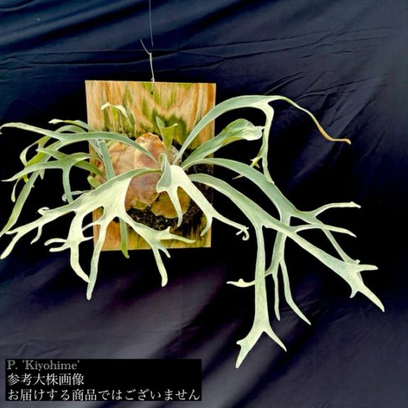 現品) ビカクシダ 'キヨヒメ' (TC) (No.41168) | すべての商品