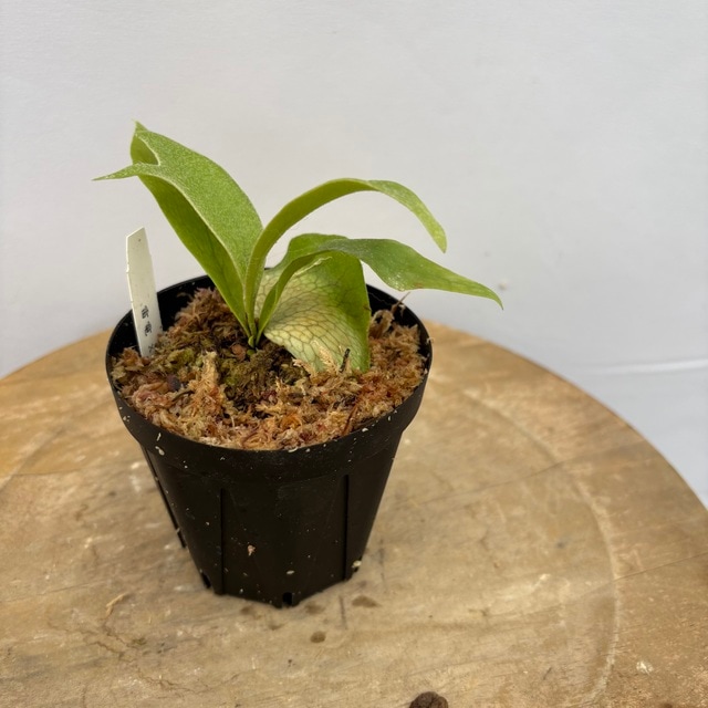 【週末セール】ビカクシダ ビーチー 週末セール】ビカクシダ ビーチー ビカクシダ ビーチー」の人気商品