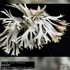 ビカクシダ　セット　＋スマイリングビューティー ビカクシダ | エアープランツ専門店 Branches and Leaves