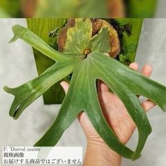 ビカクシダ,交配種 | エアープランツ専門店 Branches and Leaves
