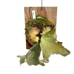 ビカクシダ,リドレイ / コロナリウム / ワリチー | エアープランツ専門