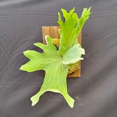 Bacteria 1708 リドレイドワーフまとめ買い Bacteria 1708 リドレイ