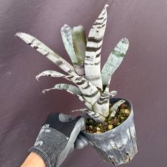 ブロメリア・エアープランツ Aechmea Young Turk ブロメリア・エアープランツ Aechmea Young Turk 送料無料】Aechmea