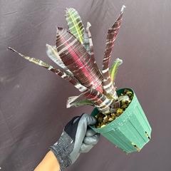 ブロメリア,エクメア | エアープランツ専門店 Branches and Leaves