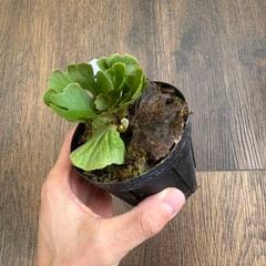 ビカクシダ,リドレイ / コロナリウム / ワリチー | エアープランツ専門