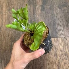 ビカクシダ,リドレイ / コロナリウム / ワリチー | エアープランツ専門