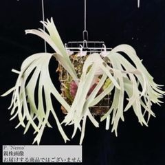 ビカクシダ,交配種 | エアープランツ専門店 Branches and Leaves