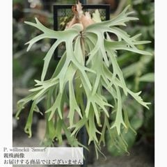 【すー品】ビカクシダアソート すー品】ビカクシダアソート ビカクシダ | artPLANTs （アートプランツ）