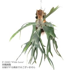 ビカクシダ,交配種 | エアープランツ専門店 Branches and Leaves