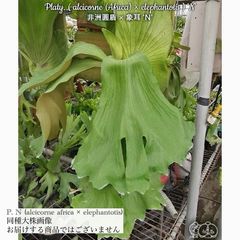 ビカクシダ,交配種 | エアープランツ専門店 Branches and Leaves