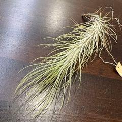 エアープランツ,有茎種 | エアープランツ専門店 Branches and Leaves