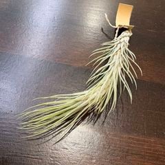 エアープランツ,希少・高級種 | エアープランツ専門店 Branches and Leaves