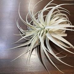 エアープランツ,希少・高級種 | エアープランツ専門店 Branches and Leaves