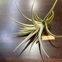 エアープランツ,希少・高級種 | エアープランツ専門店 Branches and Leaves