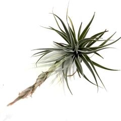 エアープランツ,希少・高級種 | エアープランツ専門店 Branches and Leaves