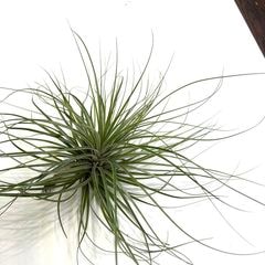 エアープランツ,希少・高級種 | エアープランツ専門店 Branches and Leaves