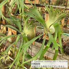 ビカクシダ,交配種 | エアープランツ専門店 Branches and Leaves