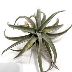 エアープランツ,希少・高級種 | エアープランツ専門店 Branches and Leaves