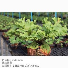 ビカクシダ | エアープランツ専門店 Branches and Leaves
