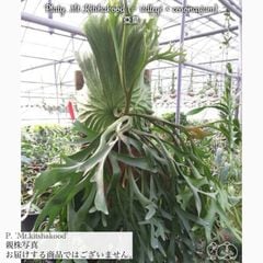 ビカクシダ,交配種 | エアープランツ専門店 Branches and Leaves