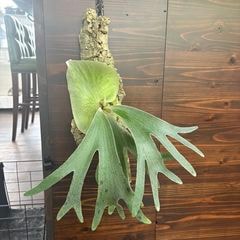 ビカクシダ | エアープランツ専門店 Branches and Leaves