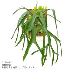 ビカクシダ,ビフルカツム | エアープランツ専門店 Branches and Leaves