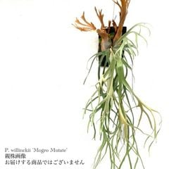 ビカクシダ,ビーチー / ウィリンキー | エアープランツ専門店 Branches