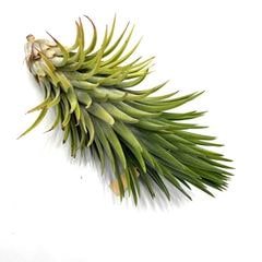 エアープランツ,イオナンタ | エアープランツ専門店 Branches and Leaves