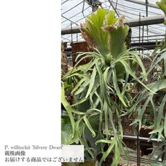 ビカクシダ | エアープランツ専門店 Branches and Leaves