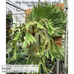 ビカクシダ,交配種 | エアープランツ専門店 Branches and Leaves