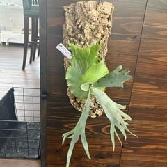 ビカクシダ | エアープランツ専門店 Branches and Leaves